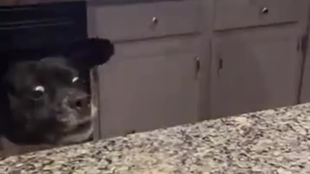 Funny dog who was able to achieve its goal