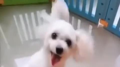 Cute dogs best funny moments