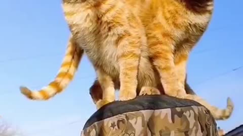 "Purrfectly Adorable: Watch this Cute and Beautiful Cat in Action!"