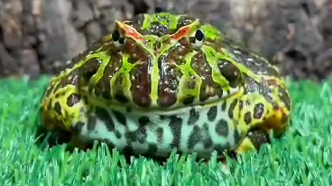 Funny animals with Crazy Frogs 😂😂😂
