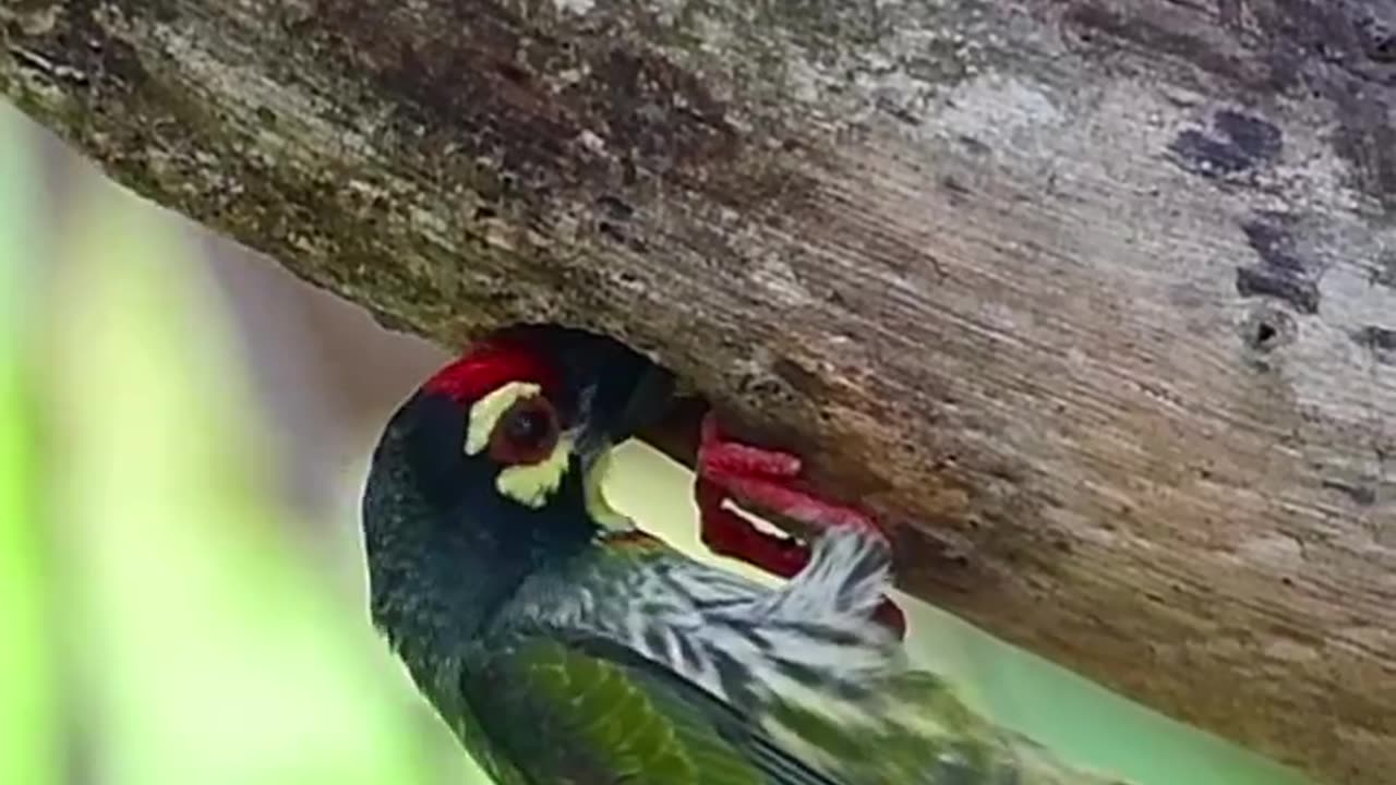 Bird feeding