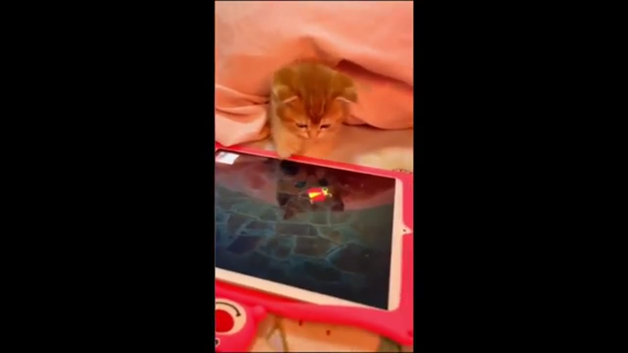 Funny Cats Video 2