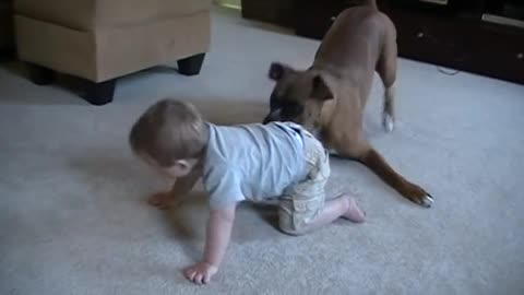 Boxer giving are kids