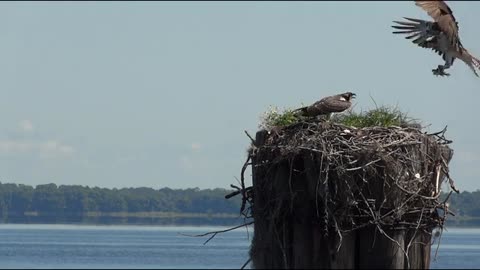 Birds nest