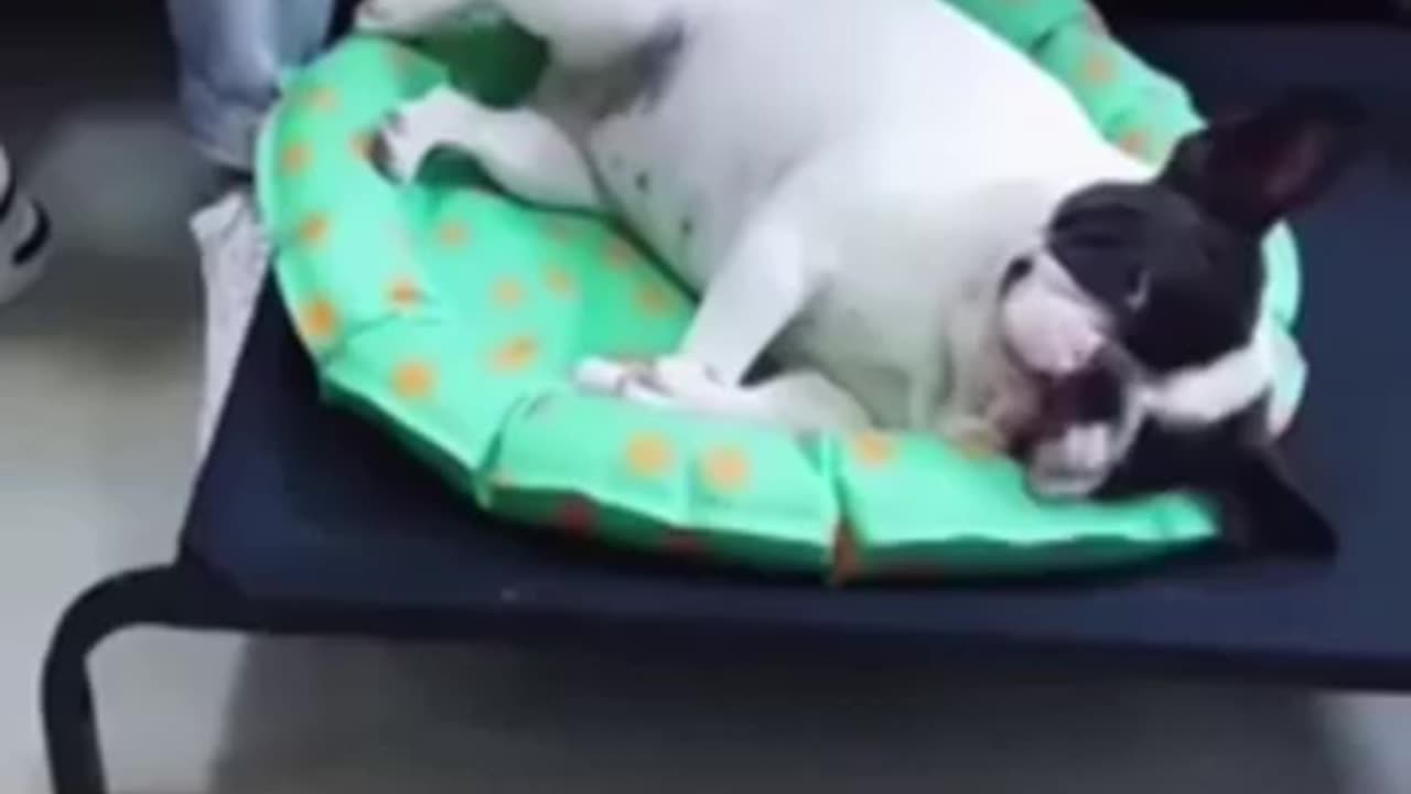 Funny cats and dogs...funny animals. 🐕🐈🐱🐶