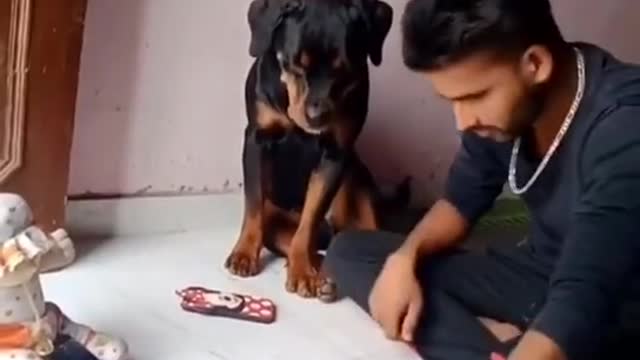 Olha a Inteligência desse Cachorro!