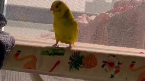 Small chick plays