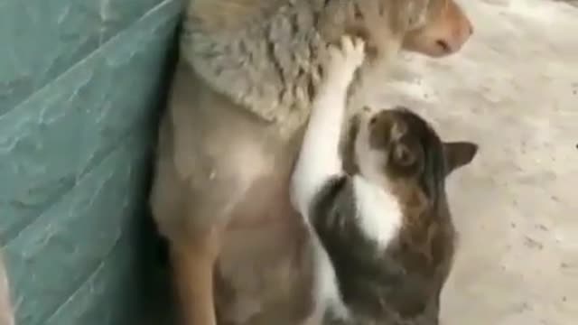 The cat massages the dog