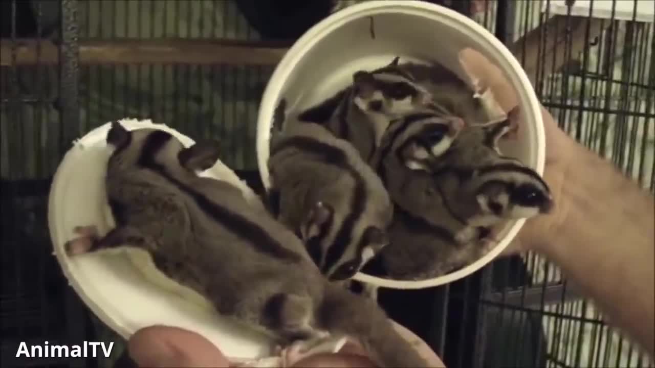 Flying Sugar Gliders