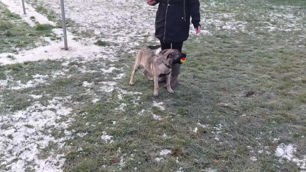 MARLY MALINOIS 🐕 frosty morning walk
