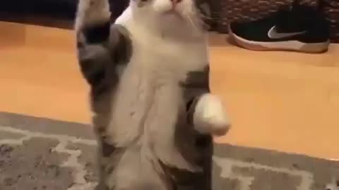 Cat funny stand up