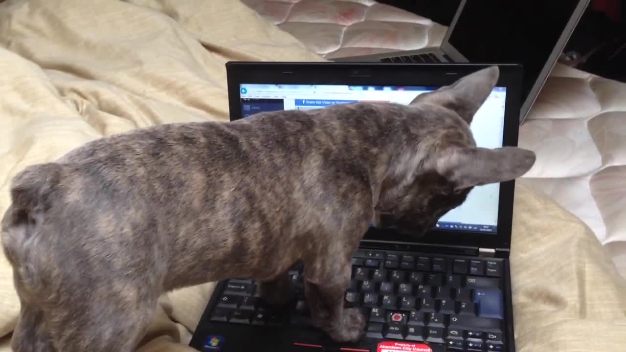 Puppy reacts to Charlie the Frenchie's adorable video