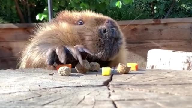 The way this guy eats is so cute