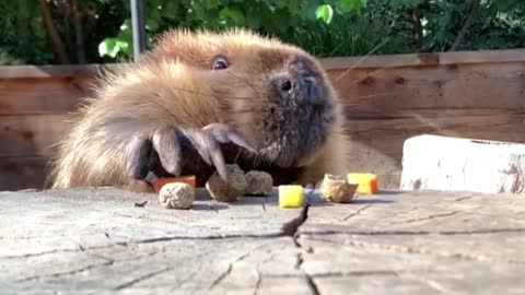 The way this guy eats is so cute