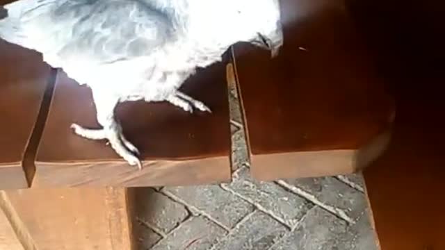 Funny and funny parrot