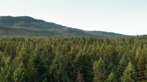 pan shot over forest