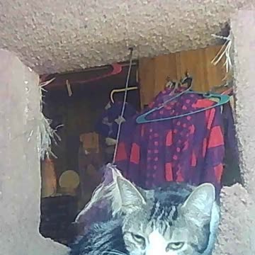 EA S101 - Just A Cat Named Meatloaf