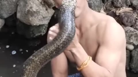 memandikan king cobra