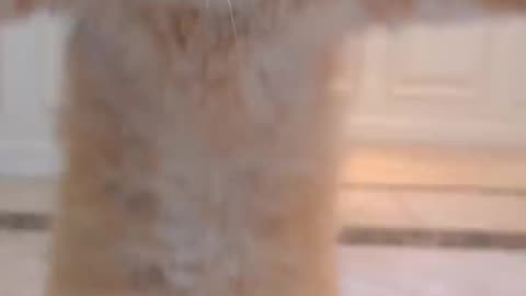 Cat funny Vedio Status