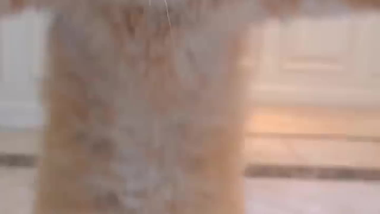 Cat funny Vedio Status