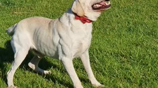 Labrador Has Sneezing Fit