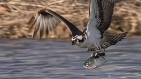 Osprey fishing moment