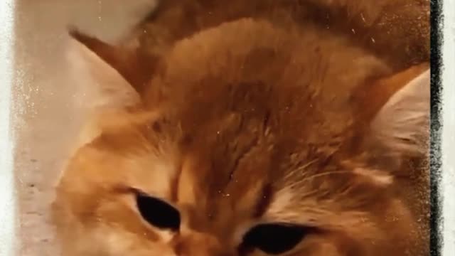 best cat and dog videos cute cats