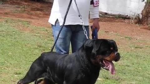 #dog&gat
