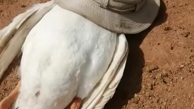 This duck pretending to dead HAHA