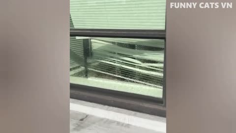 😻-Funniest Cats And Dogs Video