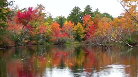 Fabulous Foliage