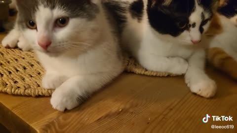 The baby kittensall toghter waiting on there presents