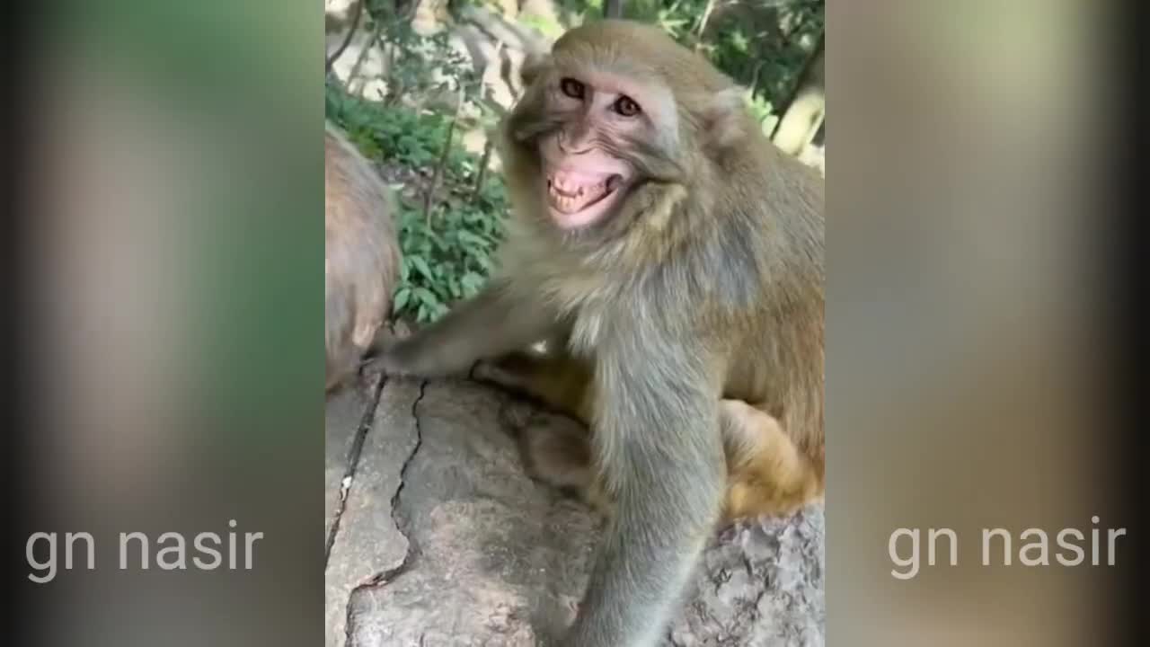 Funny Animal Videos 😱 Part #001