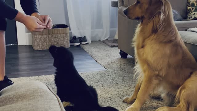 Parent Helps Puppy Learn New Trick