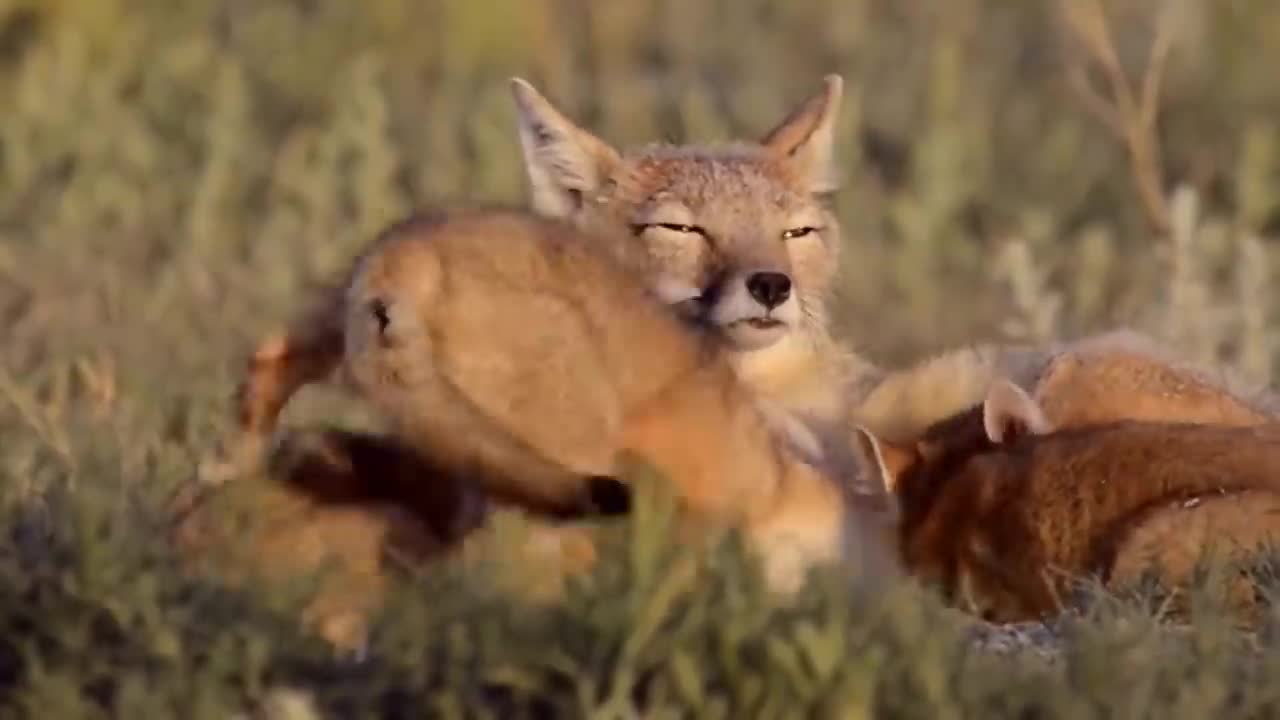 How Golden Eagle Attacks Fox From The Sky