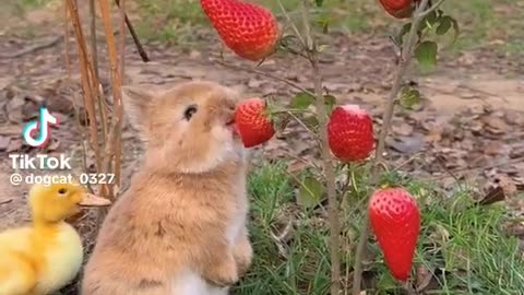 Cute rabbit and small duck looking so cute both