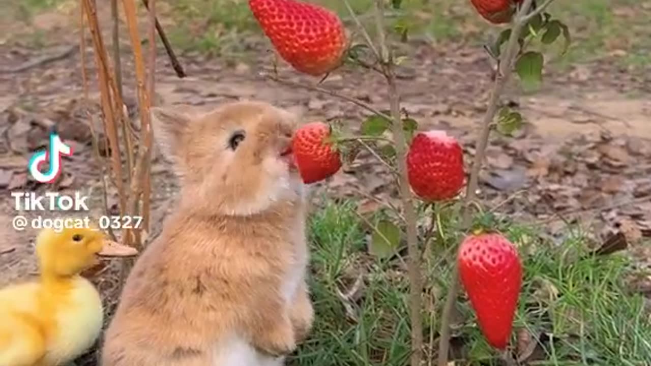 Cute rabbit and small duck looking so cute both