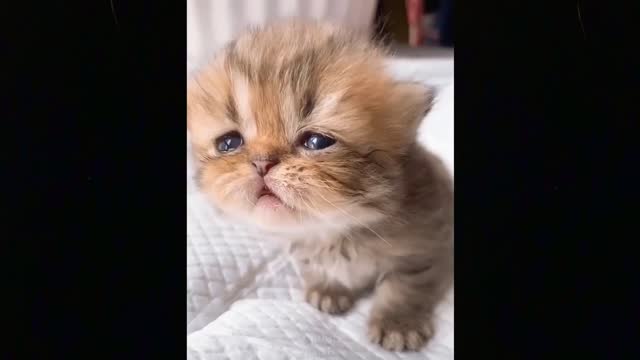 TIK TOKS THAT MAKE YOU GO AAWWW 😀 Funny Pets of TikTok Compilation_3