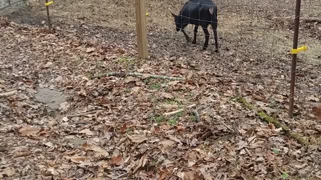 Crazy Ram Humping A Female Goat