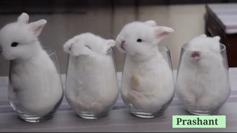 ?? So Cute ?? 3d Beautiful Rabbit Whatsaap Status Video by Prashant