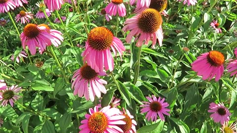 Cottage Style Garden Tour | Serene and beautiful | Midsummer cottage garden