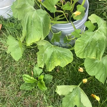 Growing Pumpkins In A Bucket