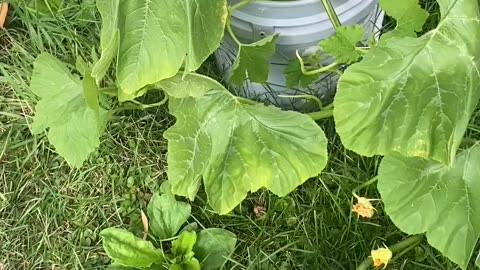 Growing Pumpkins In A Bucket