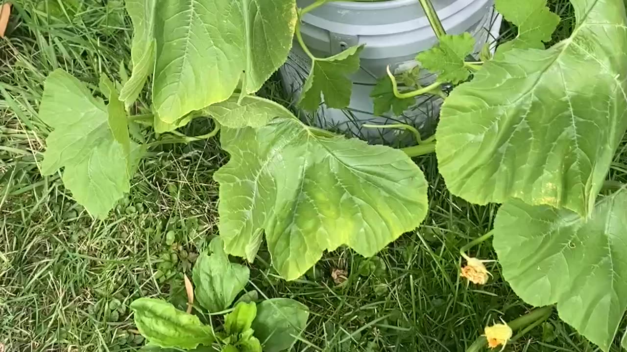 Growing Pumpkins In A Bucket