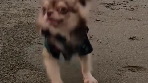 Chihuahua's first run on the beach