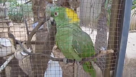 PARROTS FUNNY VIDEOS