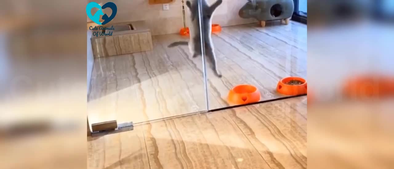 Cats are Cute Animals Of World