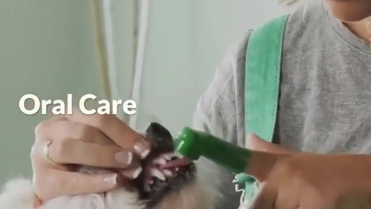 Dog's health care tips