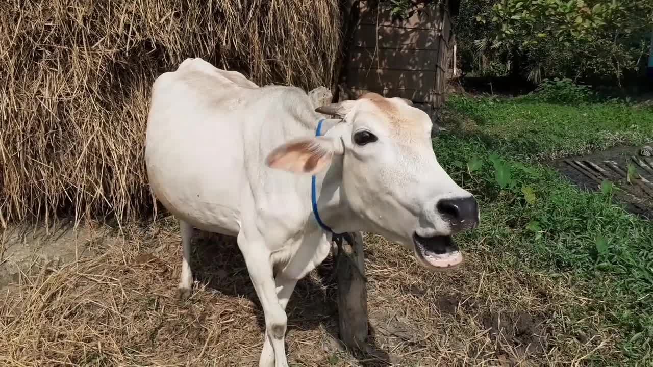 Cow Mooing In A Rural Village Area _ Eight Cow Voice Sound Once By Once In Our Village