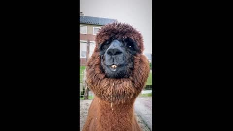 Silly Lama Laughing